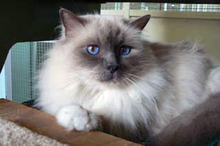 Why Cats Need Enrichment in Boarding Facilities